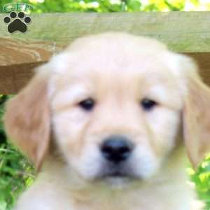 Ranger, Golden Retriever Puppy