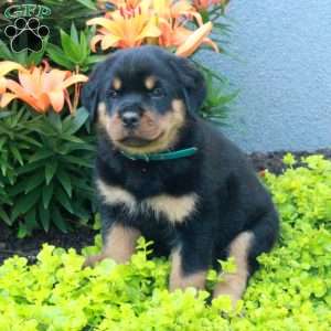 Ranger, Rottweiler Puppy