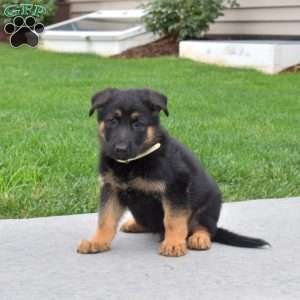 Ranger, German Shepherd Puppy