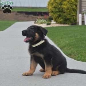 Ranger, German Shepherd Puppy
