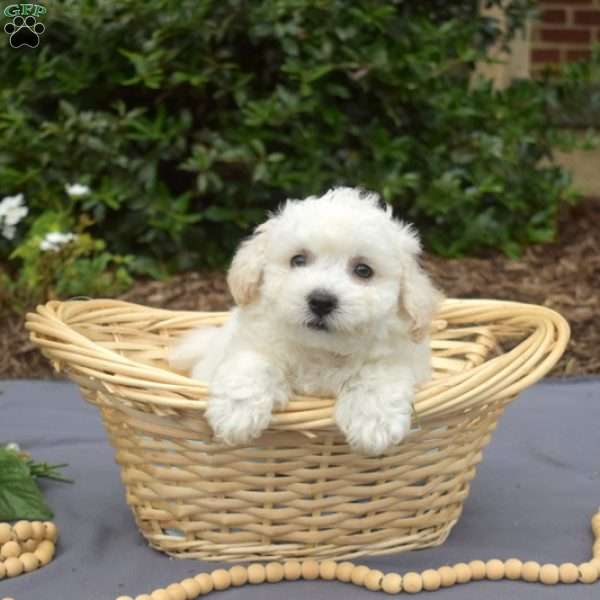 Rascal, Bichon Frise Puppy