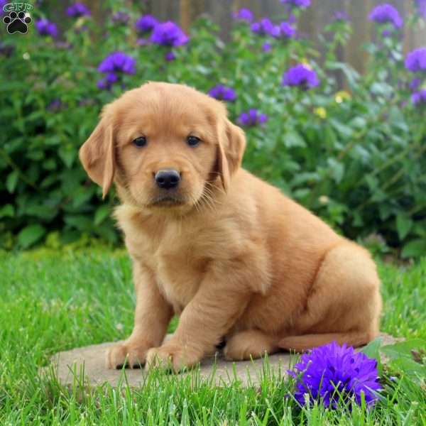 Rascal, Golden Retriever Puppy