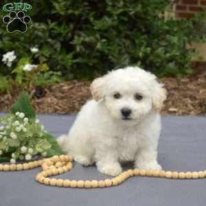Rascal, Bichon Frise Puppy