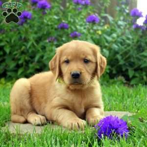 Rascal, Golden Retriever Puppy