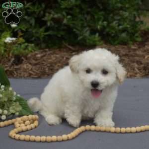Rascal, Bichon Frise Puppy