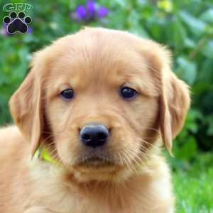Rascal, Golden Retriever Puppy