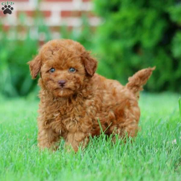 Rascal, Miniature Poodle Puppy