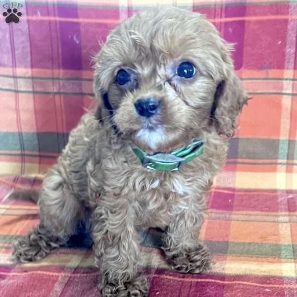 Rascal, Cavapoo Puppy