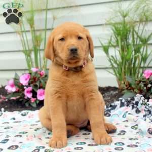 Raspberry, Golden Labrador Puppy