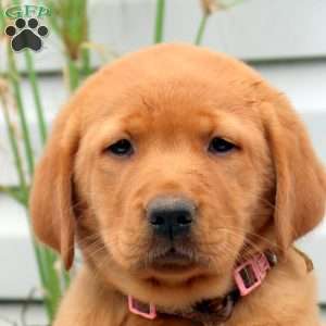 Raspberry, Golden Labrador Puppy