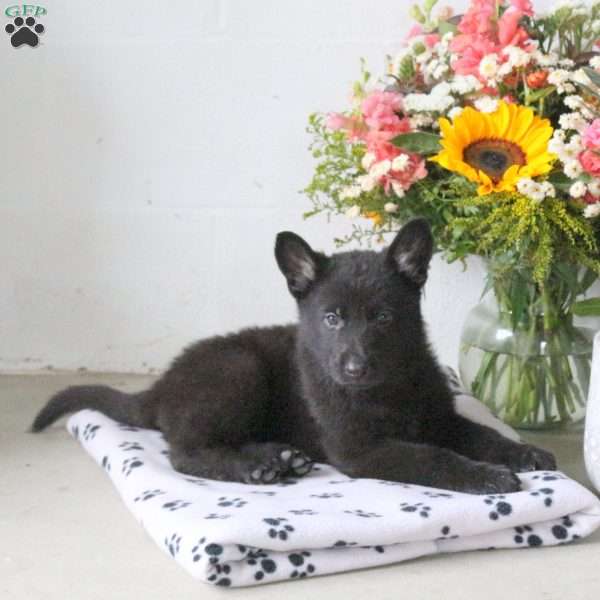 Raven, German Shepherd Puppy