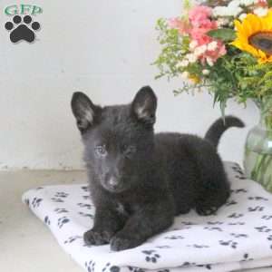 Raven, German Shepherd Puppy