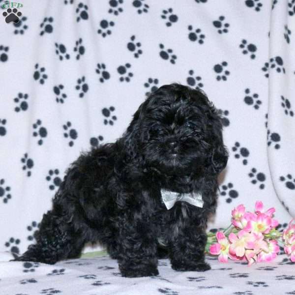 Raven, Shih-Poo Puppy