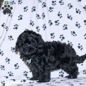 Raven, Shih-Poo Puppy