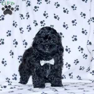 Raven, Shih-Poo Puppy