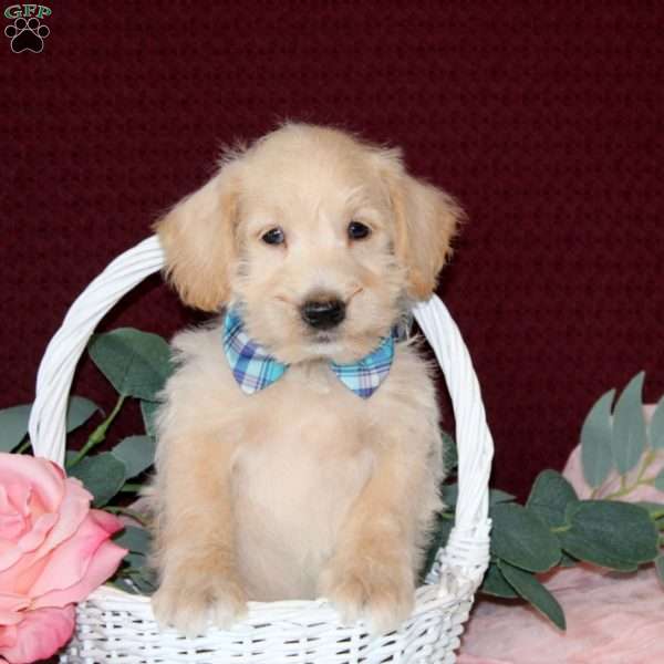 Raylyn, Mini Schnoodle Puppy