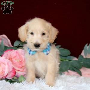 Raylyn, Mini Schnoodle Puppy