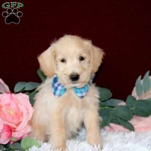 Raylyn, Mini Schnoodle Puppy