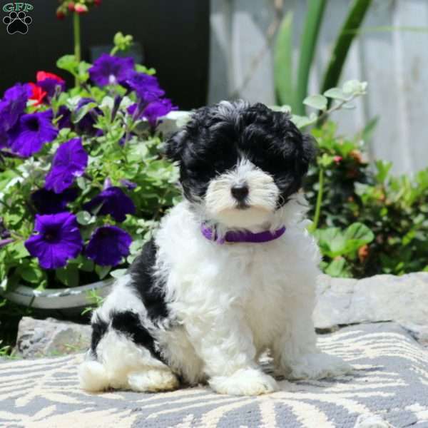Rayna, Havapoo Puppy