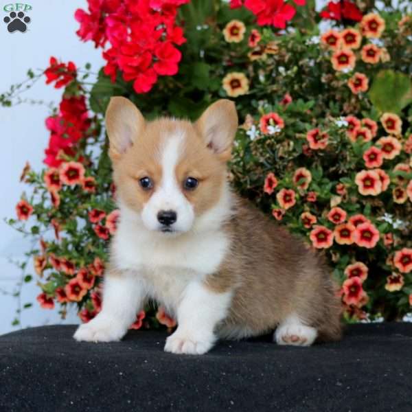 Rayna, Pembroke Welsh Corgi Puppy