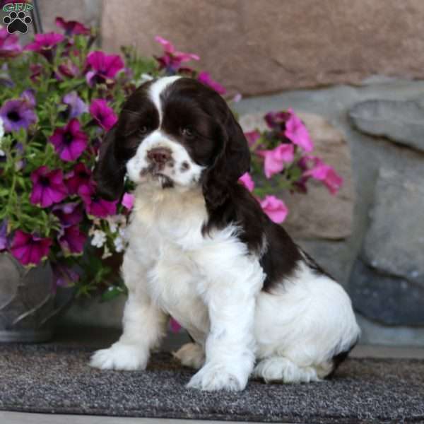 Rayna, Cocker Spaniel Puppy