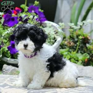 Rayna, Havapoo Puppy