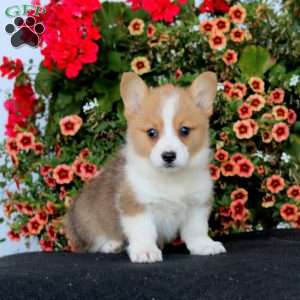 Rayna, Pembroke Welsh Corgi Puppy