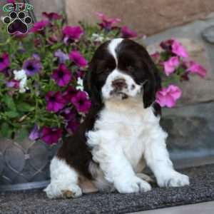 Rayna, Cocker Spaniel Puppy