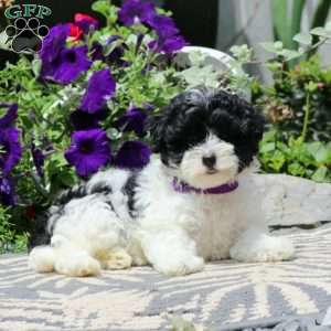 Rayna, Havapoo Puppy