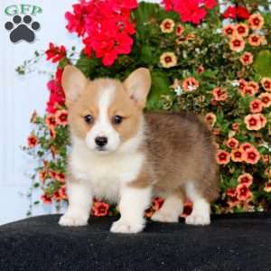 Rayna, Pembroke Welsh Corgi Puppy