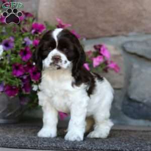 Rayna, Cocker Spaniel Puppy