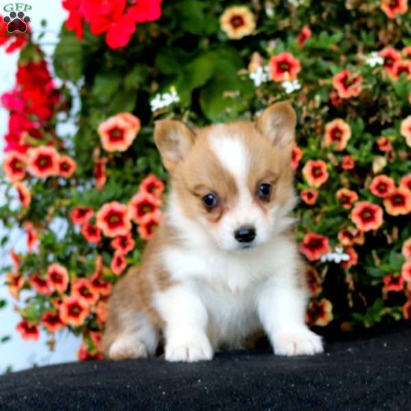 Reba, Pembroke Welsh Corgi Puppy