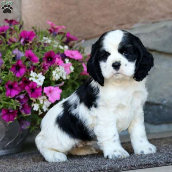 Reba, Cocker Spaniel Puppy