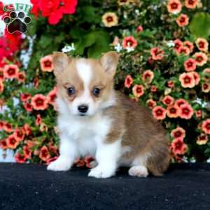 Reba, Pembroke Welsh Corgi Puppy
