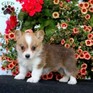 Reba, Pembroke Welsh Corgi Puppy