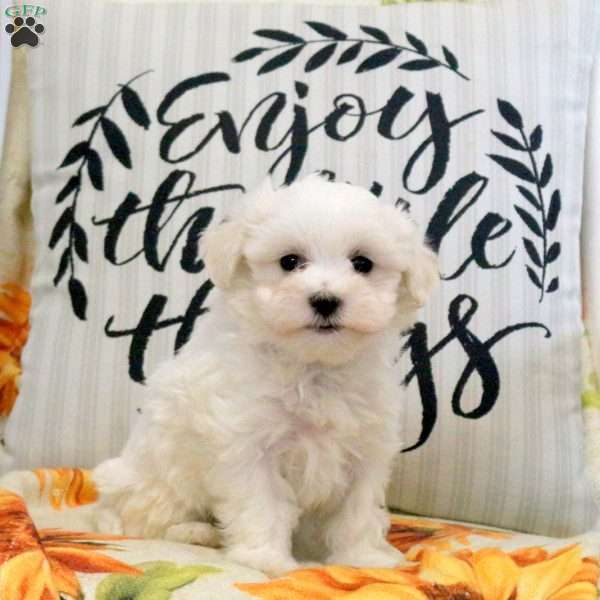 Rebecca, Maltese Puppy