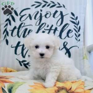 Rebecca, Maltese Puppy