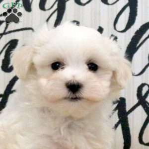 Rebecca, Maltese Puppy