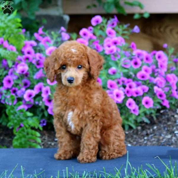 Rebecca, Toy Poodle Puppy