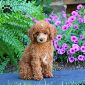 Rebecca, Toy Poodle Puppy