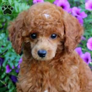Rebecca, Toy Poodle Puppy