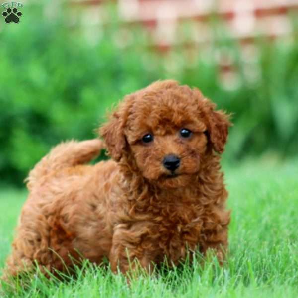Rebel, Miniature Poodle Puppy