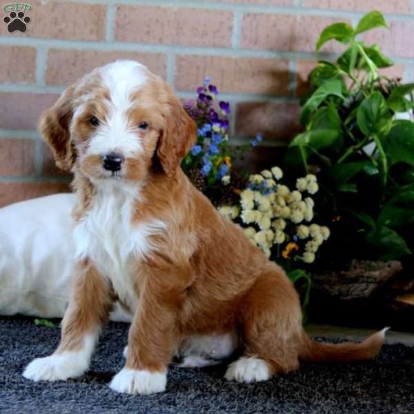 Reco, Goldendoodle Puppy