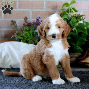 Reco, Goldendoodle Puppy