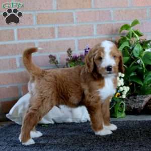 Reco, Goldendoodle Puppy