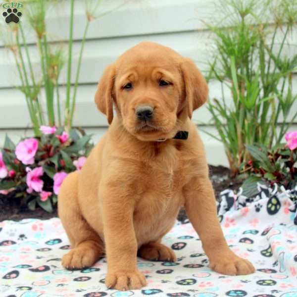 Reddy, Golden Labrador Puppy