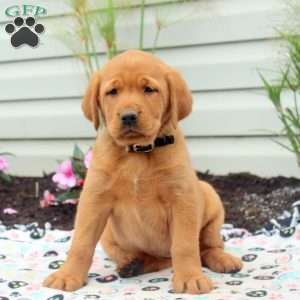 Reddy, Golden Labrador Puppy