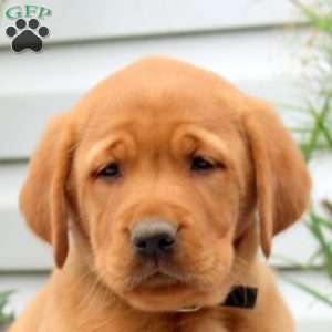 Reddy, Golden Labrador Puppy