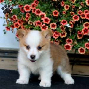 Reece, Pembroke Welsh Corgi Puppy