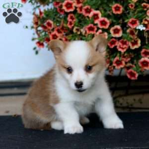 Reece, Pembroke Welsh Corgi Puppy
